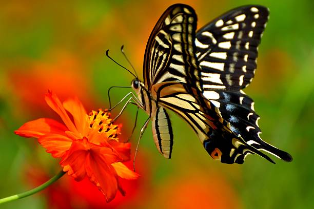 Orange Cosmos and Butterfly Orange cosmos normally blooms in July and August in Japan with butterflies circling around the flowers.  asian swallowtail butterfly photos stock pictures, royalty-free photos & images