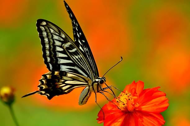 Orange Cosmos and Butterfly Orange cosmos normally blooms in July and August in Japan with butterflies circling around the flowers.  asian swallowtail butterfly photos stock pictures, royalty-free photos & images