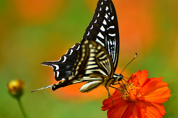 Orange Cosmos and Butterfly Orange cosmos normally blooms in July and August in Japan with butterflies circling around the flowers.  asian swallowtail butterfly photos stock pictures, royalty-free photos & images