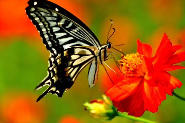 Orange Cosmos and Butterfly Orange cosmos normally blooms in July and August in Japan with butterflies circling around the flowers.  asian swallowtail butterfly photos stock pictures, royalty-free photos & images