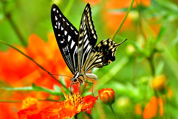 Orange Cosmos and Butterfly Orange cosmos normally blooms in July and August in Japan with butterflies circling around the flowers.  asian swallowtail butterfly photos stock pictures, royalty-free photos & images