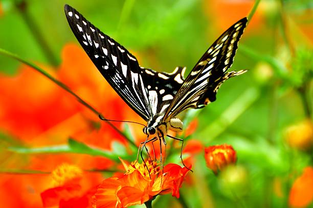 Orange Cosmos and Butterfly Orange cosmos normally blooms in July and August in Japan with butterflies circling around the flowers.  asian swallowtail butterfly photos stock pictures, royalty-free photos & images