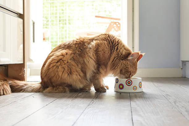 istock Side View Of Cat Eating Food On Floor 606757839