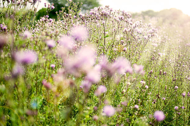 istock Purple Flowers Blooming On Field 606758393