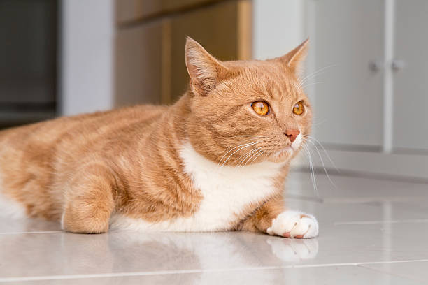 istock Cat Sitting On Floor At Home 606759519