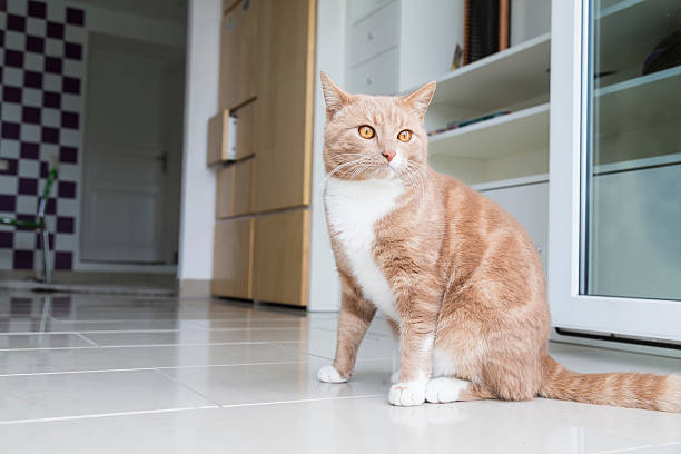istock Cat Sitting On Floor At Home 606759525