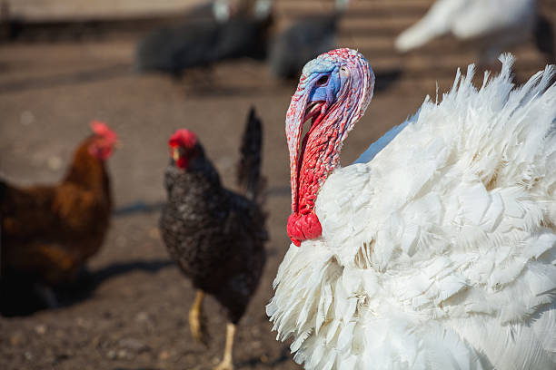 istock white color turkey walking day on the farm. 607252220