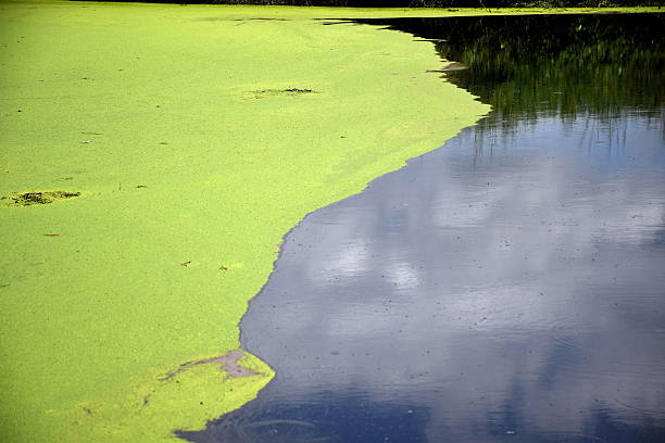algues flottant à la surface de la rivière. - duckweed photos et images de collection