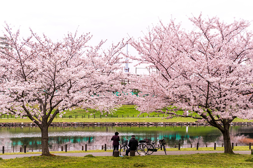 Tokyo, Japan - April 5, 2016: Senior Asian couple resting together under sakura tree in Japan
