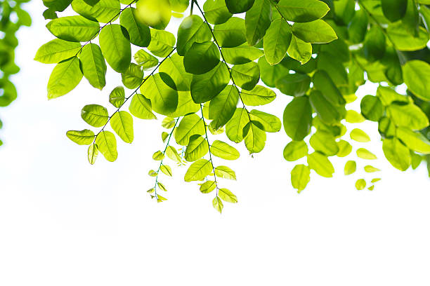 istock Soft focus of green leave isolated background 607253772