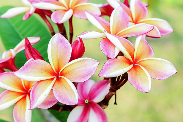 istock Thai flowers in public park Bangkok. 607254118