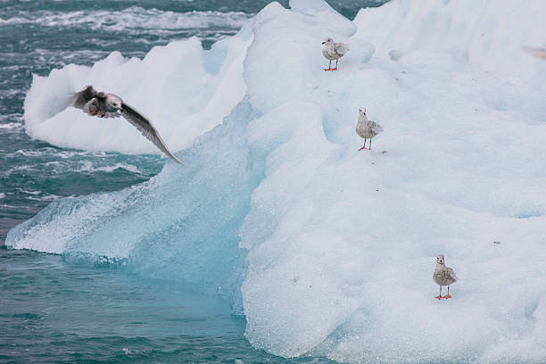 istock The Jokulsarlon glacier lagoon in iceland. 607254536