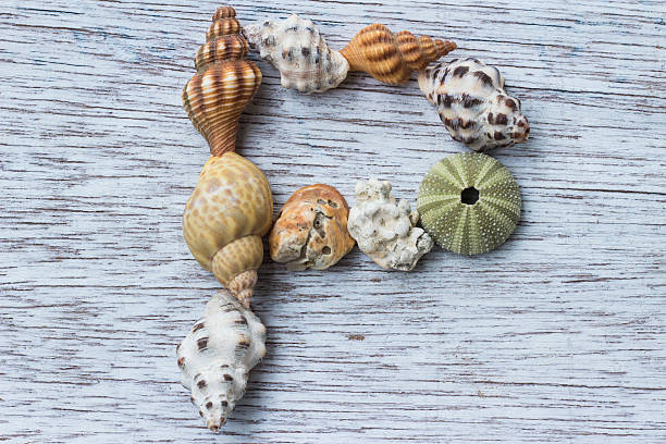 istock Letter P made of seashell 607254714