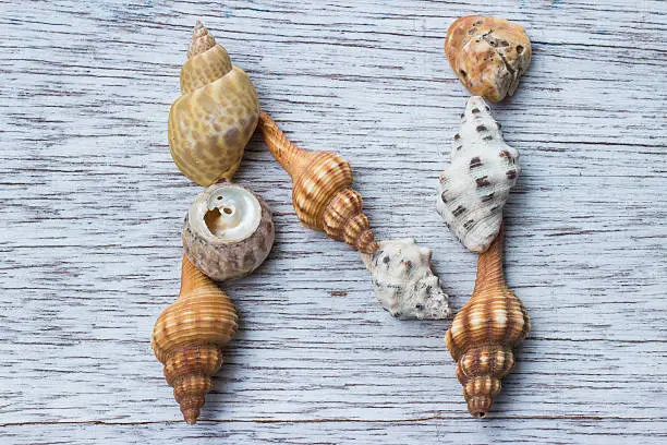 Photo of Letter N made of seashell