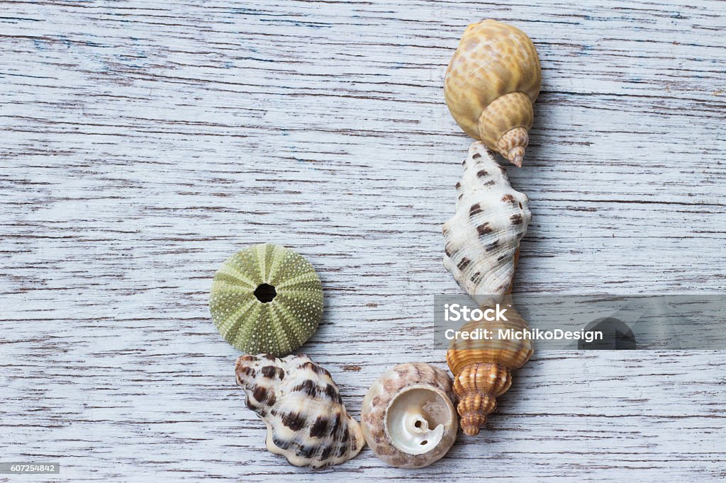 Letter J made of seashell Letter J made of seashell on antique painted wood board Animal Markings Stock Photo