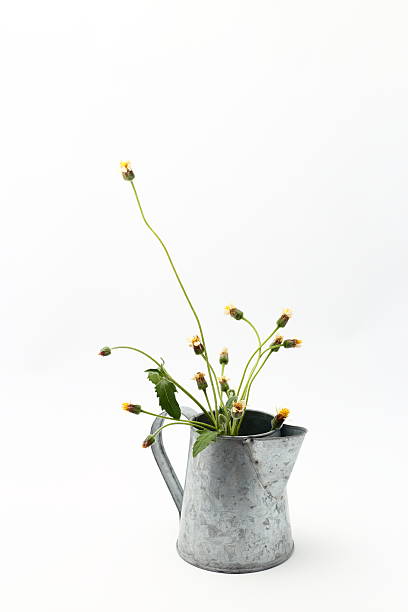 istock beautiful wild flowers with in watering can on white background 607255140