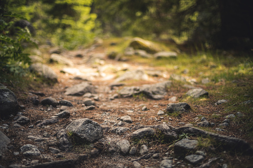 Trail in the woods