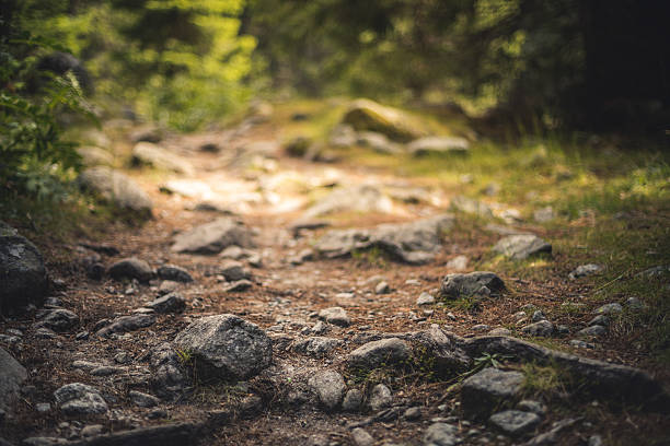 caminho na floresta - stone walkway imagens e fotografias de stock