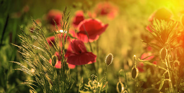 istock Amazing poppy field 607255354