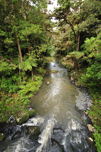 River through bush stock photo