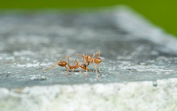 istock Weaver fighting with little black stinging ant. 607257092