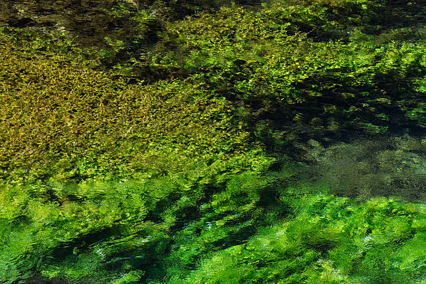 istock Emerald green flowing river water with seewead, abstract backgro 607257906