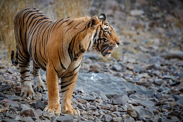 istock Tiger male stands on the shelf in India 607258348