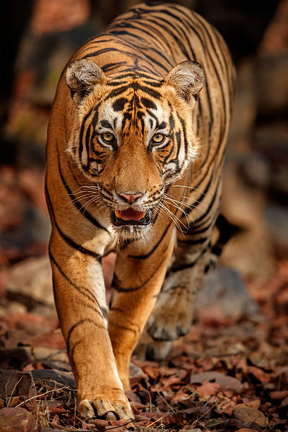 istock Tiger male walks in the magical forest face to face 607258576