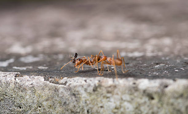 istock Weaver fighting with little black stinging ant. 607258830