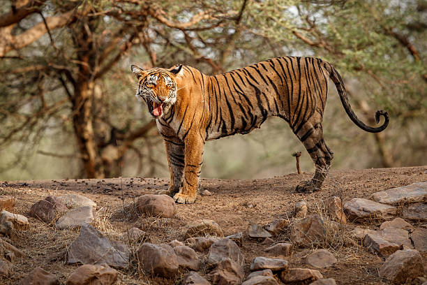 istock Tiger mother calls her cubs in India 607258832