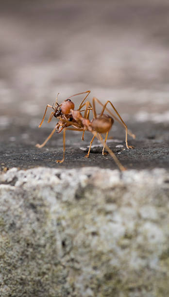 istock Weaver fighting with little black stinging ant. 607258890