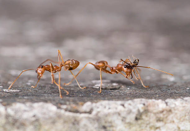 istock Weaver fighting with little black stinging ant. 607259252