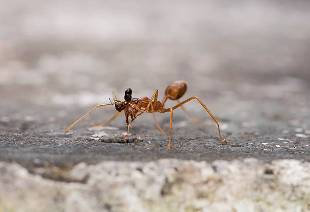 istock Weaver fighting with little black stinging ant. 607259318