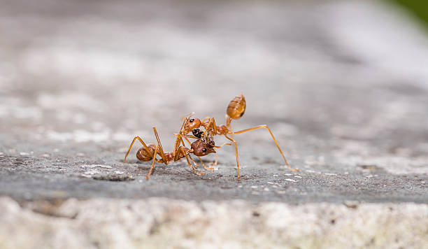 istock Weaver fighting with little black stinging ant. 607259890