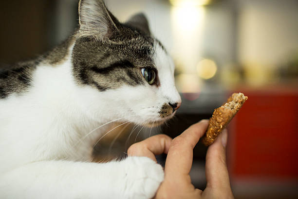 istock domestic cat wants a cookie 607259900