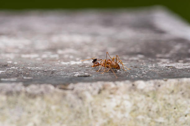 istock Weaver fighting with little black stinging ant. 607260110