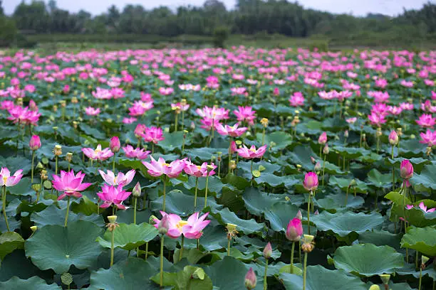 Photo of Pink Sacred Lotus lake