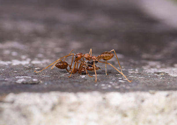 istock Weaver fighting with little black stinging ant. 607261090