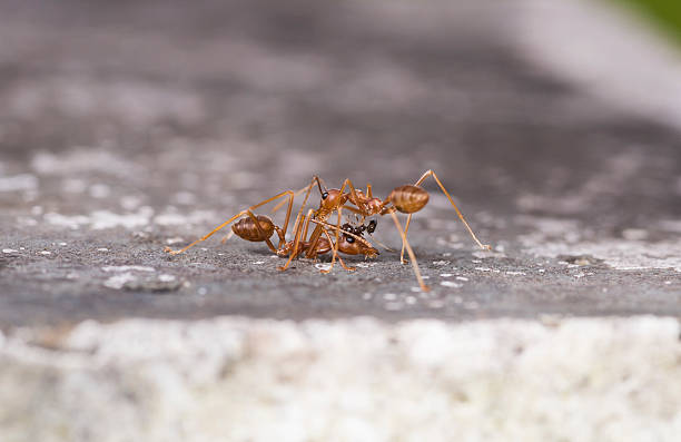 istock Weaver fighting with little black stinging ant. 607261194