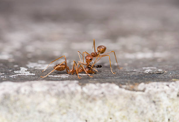 istock Weaver fighting with little black stinging ant. 607261316