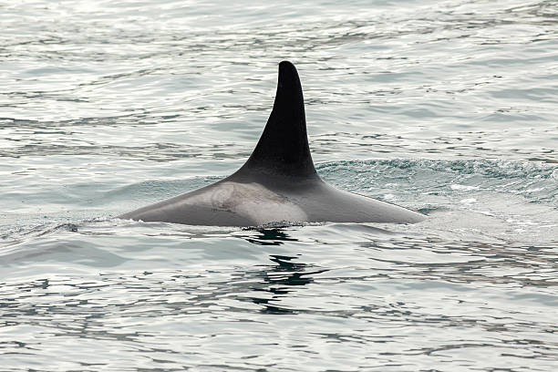istock Killer Whale - Orcinus Orca in Pacific Ocean. Water area 607261820