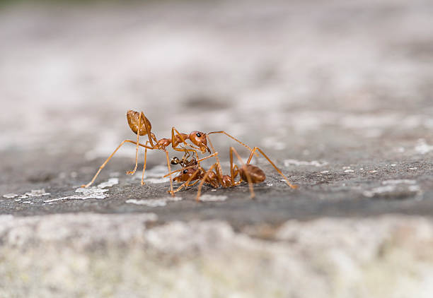 istock Weaver fighting with little black stinging ant. 607261864