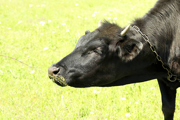 istock Black cow on farmland, outdoors on the meadow 607262036