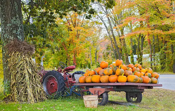 Photo of Pumpkin harvest