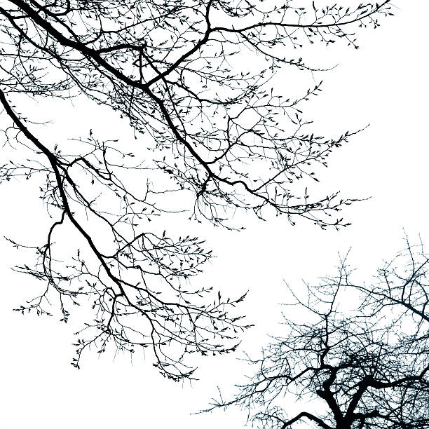 copa de árvore nua no inverno - abstract autumn bare tree empty - fotografias e filmes do acervo