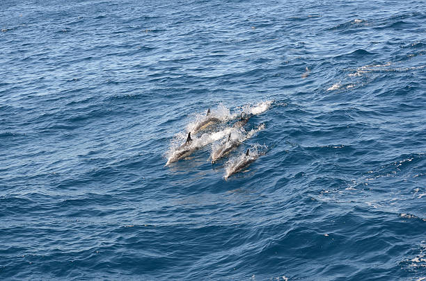 istock Group of Dolphins in Monterey Bay 607264366