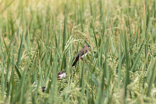 Birds stole rice in the paddy field.