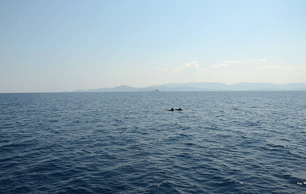 Two Dolphins in the Mediterranean Sea near Greece
