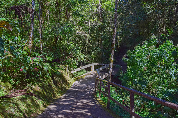 istock Mt. Kinabalu Botanical Garden of Kinabalu Park 607266220