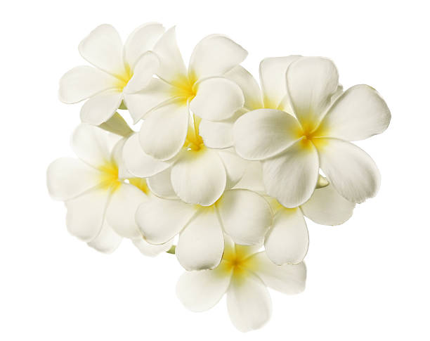 istock frangipani (plumeria) , sweet flowers in soft color  for background 607267868